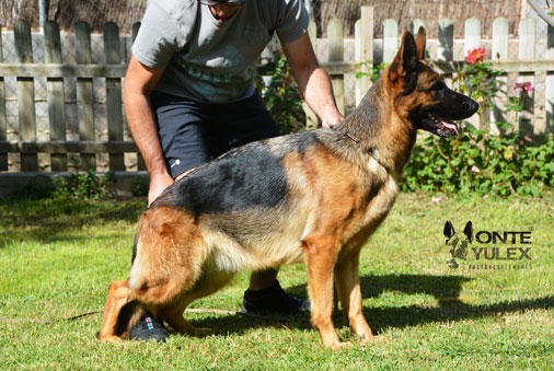 Monte-Yulex-pastor-aleman-Antonella