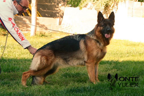 Monte-Yulex-pastor-aleman-Bohemia