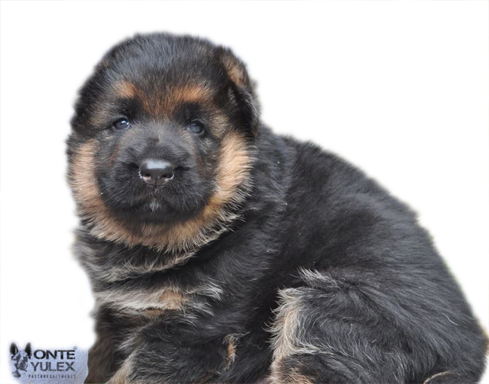 Monte-Yulex-pastor-aleman