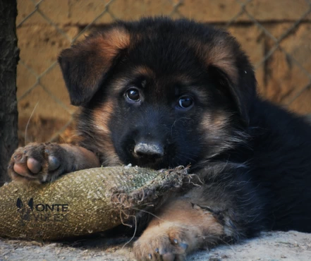 Monte-Yulex-pastor-aleman-adoptar