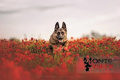 Monte Yulex pastor aleman - publicaciones