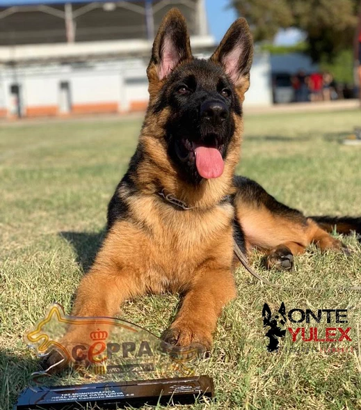 Consejos Monte Yulex Criador de pastores alemanes en España