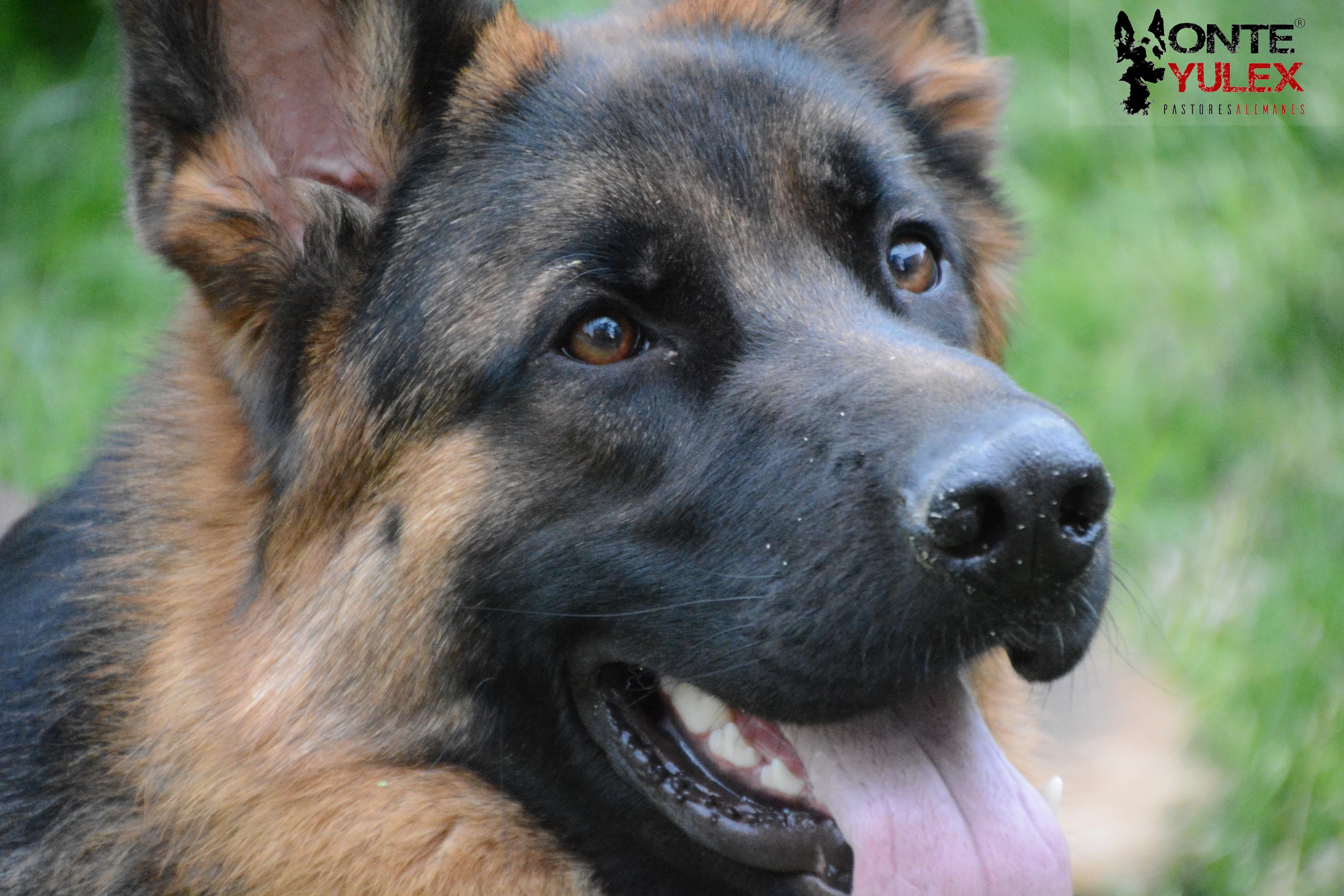 Pastor aleman. Monte Yulex Criador