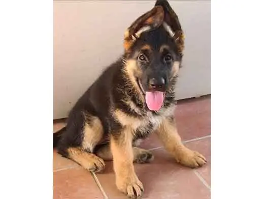 Cachorro de pastor aleman.Monte Yulex Criador de pastores alemanes en España