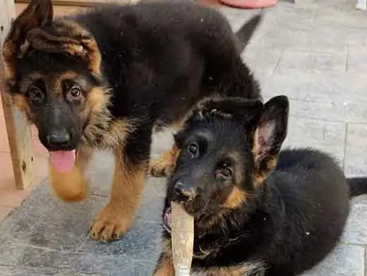 Cachorro de pastor aleman.Monte Yulex Criador de pastores alemanes en España