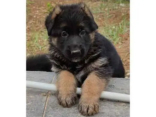 Cachorro de pastor aleman.Monte Yulex Criador de pastores alemanes en España