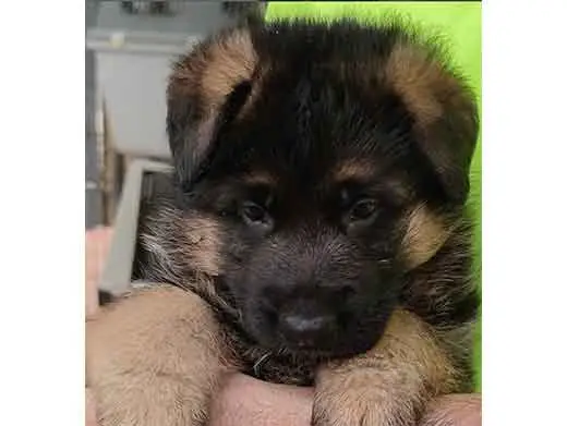 Cachorro de pastor aleman.Monte Yulex Criador de pastores alemanes en España