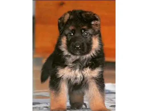 Cachorro de pastor aleman.Monte Yulex Criador de pastores alemanes en España