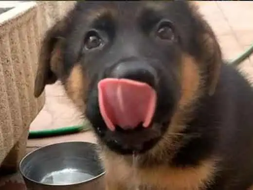 Cachorro de pastor aleman.Monte Yulex Criador de pastores alemanes en España