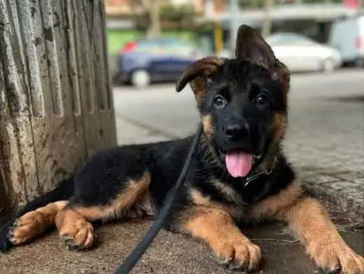 Cachorro de pastor aleman.Monte Yulex Criador de pastores alemanes en España