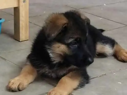 Cachorro de pastor aleman.Monte Yulex Criador de pastores alemanes en España