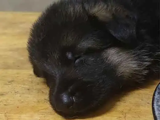 Cachorro de pastor aleman.Monte Yulex Criador de pastores alemanes en España