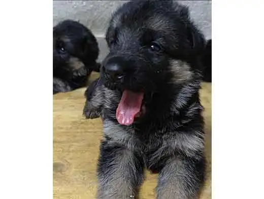 Cachorro de pastor aleman.Monte Yulex Criador de pastores alemanes en España